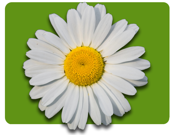 Icon image of The Daisy Award